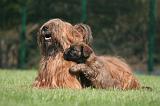 BRIARD 163